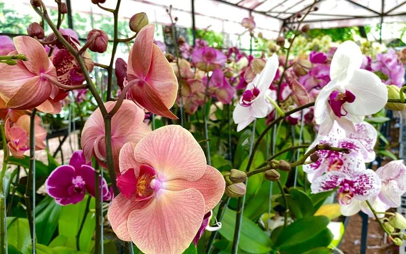 FLORISTERIA JAMELY Venta de orquídeas